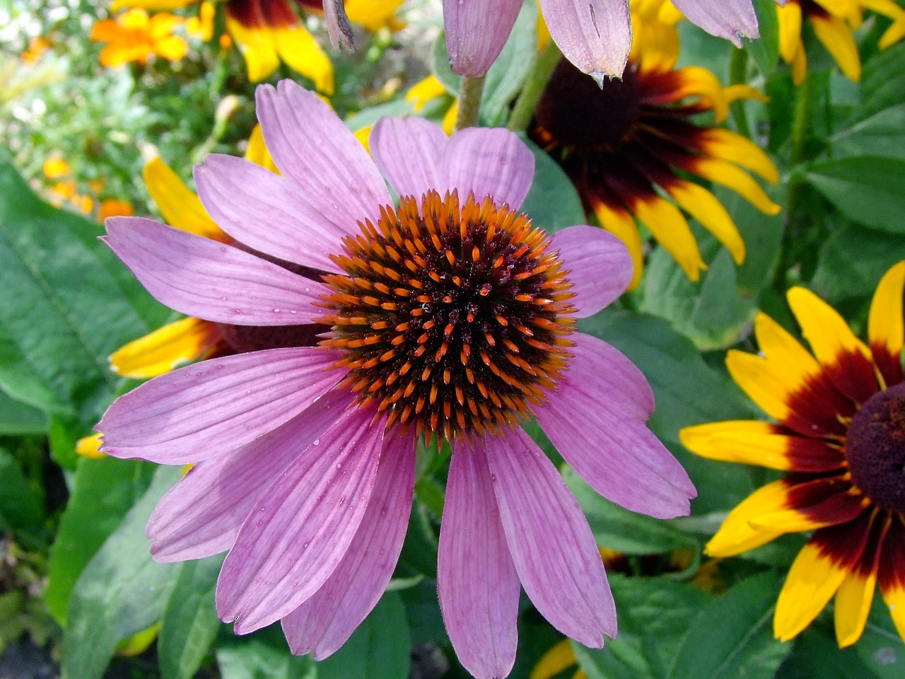 海拓花卉与沂水领航花卉，花卉行业的璀璨双星临沂海拓网络有限公司  第1张