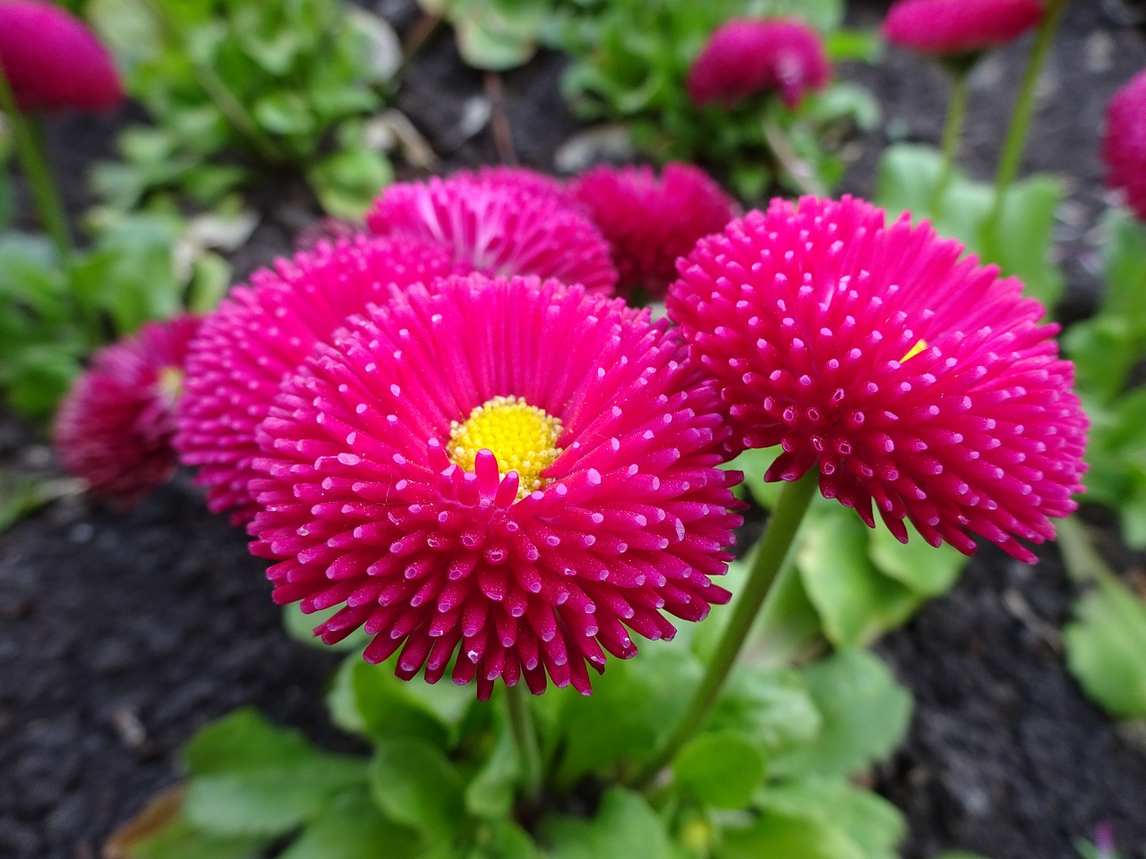 江夏办公楼中的梅花花卉色彩艺术梅花花朵颜色  第1张